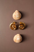 Aretes concha