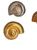 Aretes de caracol